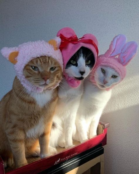 4 Animals Together, Cats Cute Pics, Cute Cats Pics, 3 Cats Together, 3 Cute Cats, Cute Cat Aesthetic, Cute Cat Pics, Cute Kitten Pics, Gifts For Cats