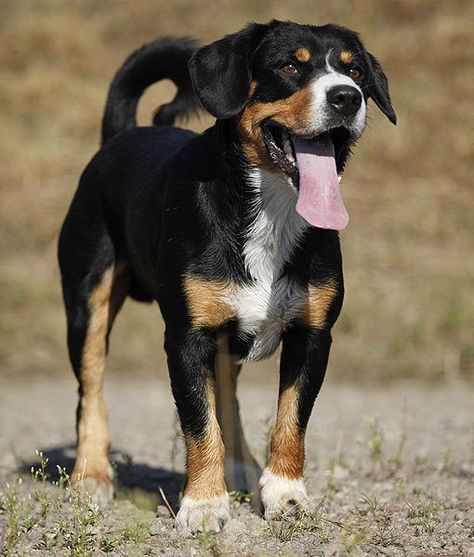 Appenzeller Dog, Strong Dog Toys, Mountain Dog Breeds, Entlebucher Mountain Dog, Ugly Dogs, Unique Dog Breeds, Rare Dog Breeds, Every Dog Breed, Big Dog Breeds