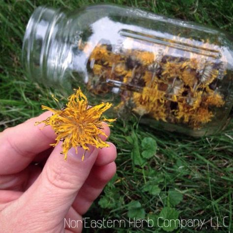 Dandelion Plant, Puff Balls, Dandelion Flowers, Dandelion Tea, Dandelion Leaves, Healthier Food, Dandelion Seed, Dandelion Flower, Dandelion Recipes