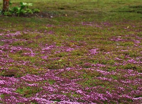 Very drought tolerant, low-growing Elfin Thyme (Thymus serpyllum) forms a tight solid mat of green foliage that blooms with light pink flowers in summer. The sun-loving plant is a vigorous creeper that stands up to foot traffic. And, did I mention the scent? Elfin Thyme, Grass Alternative, Thymus Serpyllum, Lawn Alternatives, Sun Loving Plants, Drought Tolerant Landscape, Into The West, Light Pink Flowers, Desert Garden