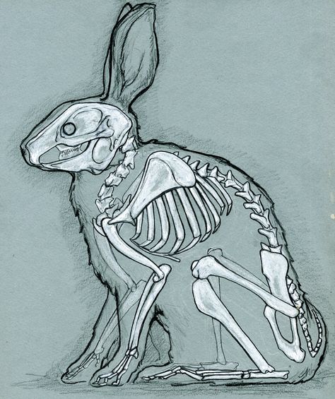 skeleton Rabbit Anatomy, Rabbit Skeleton, Skeleton Anatomy, Skeleton Drawings, Animal Skeletons, Animal Study, Anatomy Sketches, Skeleton Art, Animal Bones