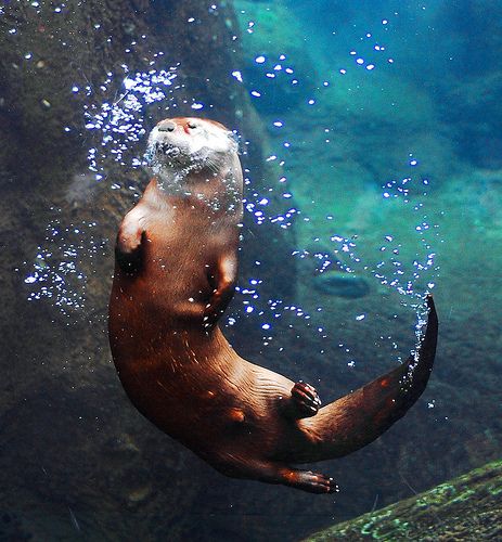 enhydra: Otter (by Delusional Danny) Otter Underwater, Otter Photography, Animals Live In Water, Otter Swimming, Animals Underwater, Otter Tattoo, Photography Underwater, River Otters, Magic Nature