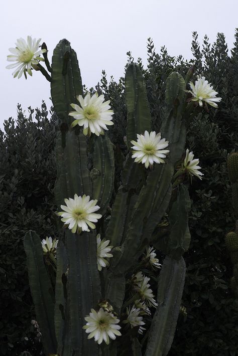 Barrel Cactus Flower, Cactus Flower Aesthetic, Night Blooming Cactus, Cactus Photos, Cactus Aesthetic, Desert Pattern, Texas Cactus, Cactus Pictures, Were Open