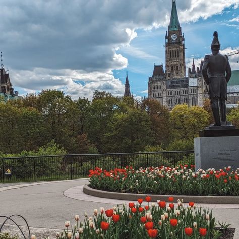 🌷 You won't want to miss this beautiful festival Ottawa! Indeed, each May, Ottawa bursts into a rainbow of colors thanks to the Canadian Tulip Festival (@cdntulipfest ) 🌈 This time of year is perfect for visiting Ottawa with the family. The pretty, colorful tulips make the landscape of iconic landmarks even more special and vibrant! 💐 Here are the best spots to make the most of the Tulip Festival: 📸 Major's Hill Park: With its panoramic views on the Ottawa River and the Parliamant, it's t... Colorful Tulips, Ottawa River, Festival Aesthetic, Tulip Festival, Hill Park, Iconic Landmarks, The Landscape, The Pretty, A Rainbow