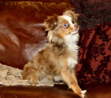 Toy Aussie Full Grown, Toy Australian Shepherd Full Grown, Teacup Aussie, Toy Aussies, Ceo Style, Mini Aussies, Toy Australian Shepherd, Toy Aussie, Australian Dog