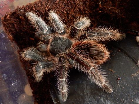 My salmon pink bird eater tarantula Bird Eater Tarantula, Amazing Insects, A Bug's Life, Creepy Crawlies, Pink Bird, Work With Animals, Arachnids, Salmon Pink, Beetles