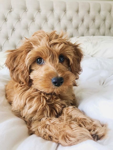 Doodle Haircut Styles Summer, Mini Goldendoodle Haircut Styles, Mini Golden Doodle Haircut, Cavapoo Haircut, Labradoodle Haircut, Lou Dog, Goldendoodle Haircuts, Goldendoodle Grooming, Puppy Haircut