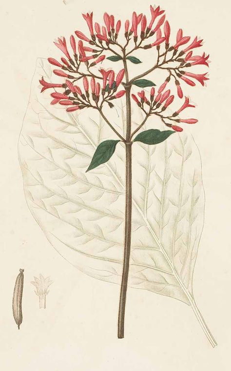 Cinchona Condaminea (quinine tree) Cinchona Tree, Historical Library, Gorgeous Tattoos, Fruit Illustration, Tree Drawing, Canopies, Tree Leaves, Flora And Fauna, Rare Books