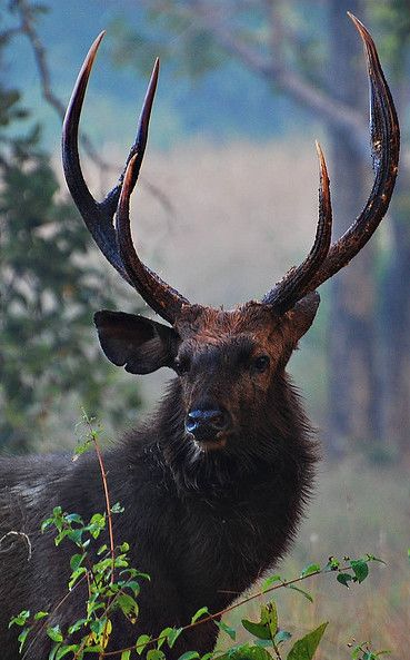 Sambar Buck Deer: In India, the sambar can comprise up to nearly 60% of the prey selected by the Bengal tiger. Animals With Antlers, Deer Reference, Caribou Hunting, Melanistic Animals, Sambar Deer, Elk Pictures, Hunting Style, Deer Species, Black Deer