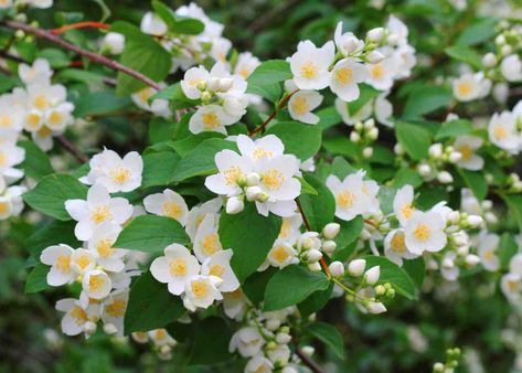 How to Grow a Mock Orange or English Dogwood ~ Garden Down South Mock Orange Bush, Mock Orange Shrub, Philadelphus Coronarius, White Flowering Shrubs, Fast Growing Shrubs, Shrubs For Privacy, Low Maintenance Shrubs, Flowering Bushes, Mock Orange