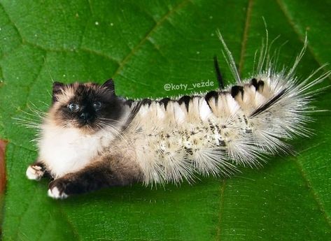 An Artist Superimposes Cat Faces Onto Other Animals' Bodies, and It's a Sight to Behold Animals With Cat Face, Cat Faces On Other Animals, Caterpillar Art, Mixed Animals, Animal Mashups, Photoshopped Animals, Hybrid Animals, Funny Cat Jokes, Cat Caterpillar