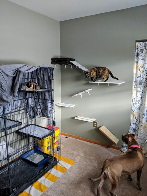 Cat foster room, kitten rehab, foster Animal Foster Room Ideas, Foster Cat Room Ideas, Foster Kitten Room Ideas, Kitten Foster Room Ideas, Cat Foster Room, Foster Cat Room, Cat Foster, Kitten Foster Room, Foster Kitten Room