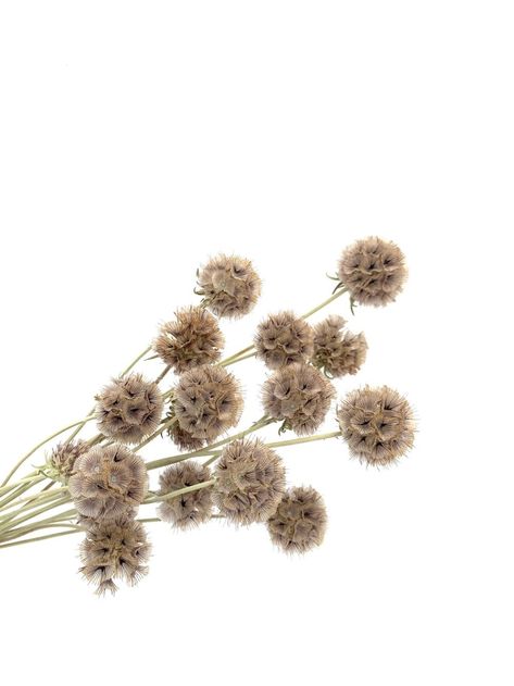 Scabiosa Pods, Flower Farm, Dried Flowers, California, Velvet, Embroidery, Flowers, Fashion Design, Design