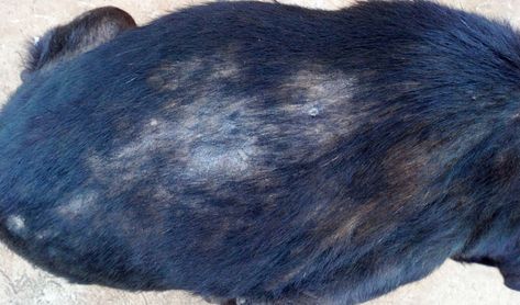 Dog Hair Loss Home Remedies – Top Dog Tips Dog Losing Hair, Food Dogs Cant Eat, Dog Mange, Home Remedies For Fleas, Flea Remedies, Losing Hair, Hair Of The Dog, Flea Shampoo, Dog Whisperer