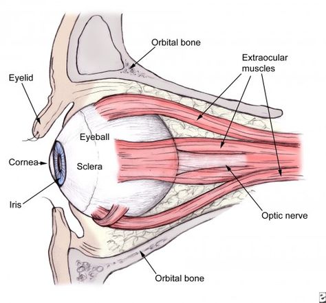 Eye Health Remedies, Eye Muscles, Eye Anatomy, Medical Transcription, Eye Exercises, Eye Sight Improvement, Muscle Anatomy, Vision Eye, Healthy Eyes