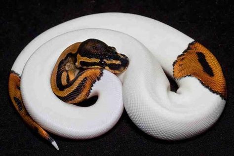 Ball Python Morphs, Albino Animals, Cute Reptiles, Cute Snake, Reptile Snakes, Pet Snake, Beautiful Snakes, Ball Python, Reptiles And Amphibians