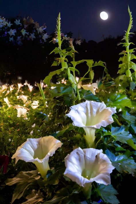 night blooming flowers Unique Yard Art, Night Blooming Flowers, Goth Garden, Moon Garden, Nothing But Flowers, Night Garden, Flower Therapy, Charming Garden, Colorful Plants