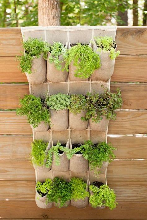 Plant a kitchen garden Herbs will thrive growing vertically in a fabric shoe organizer. Simply add soil, your favorite herbs or flowers, and hang in a sunny location. Behind the Blue uses fabric shoe organizers for a vertical garden because they drain better than plastic ones. Garden Ladder, Pocket Garden, Hanging Herb Garden, Vertical Vegetable Garden, Diy Herb Garden, Vertical Herb Garden, Vertical Gardens, Small Space Gardening, Apartment Garden