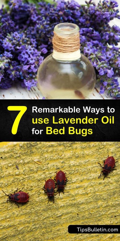 Learn how to use natural forms of pest control to repel bed bugs and avoid bed bug bites. Make a bed bug repellent with lavender oil and a spray bottle, and prevent a bed bug infestation by steam cleaning with essential oil. #lavender #oil #bedbugs Bed Bug Repellent, Bed Bugs Essential Oils, Bed Bug Remedies, Clean Your Mattress, Bed Spray, Bed Bug Trap, Get Rid Of Bed Bugs, Bed Bug Spray, Bug Infestation