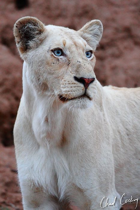 White Lioness Art, White Lioness, Lions Photos, Beautiful Lion, Animal Parade, Albino Animals, Lion Pictures, White Lion, Lion Art