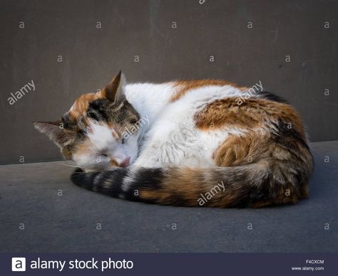 Cat curled up asleep on stone bench outdoors Stock Photo Cat Reference, Fancy Art, Image Cat, Stone Bench, Animal Study, Orange Tabby Cats, Cat Pose, Cat Books, Orange Tabby