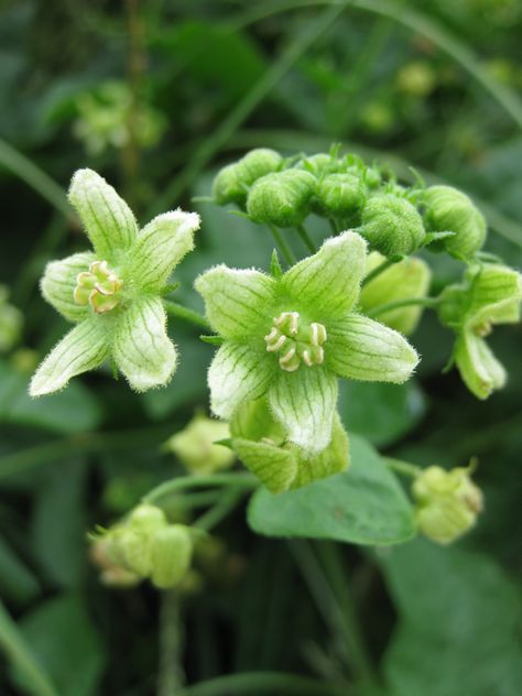 White Bryony Bryony Flower Tattoo, Bryony Flower, Cottingley Fairies, Irish Wildflowers, British Wildflowers, Poison Garden, Real Fairies, Plants Uk, Herbs And Plants