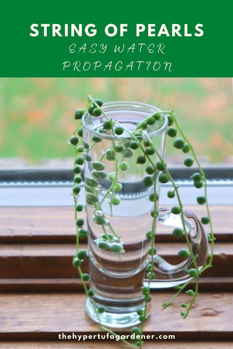 rooting string of pearls in water String Of Pearls Propagation, How To Propagate String Of Pearls, String Of Pearls Plant Care, Pearl Succulent, Plants Grown In Water, Christmas Cactus Plant, String Of Pearls Plant, Head Vases, Succulent Garden Design