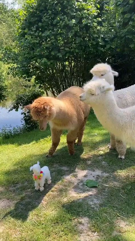 Scary Things, Cut Animals, Cute Alpaca, Loving Friends, Animals Cute, Baby Goats, Baby Animals Funny, Zoo Animals, Happiness Is