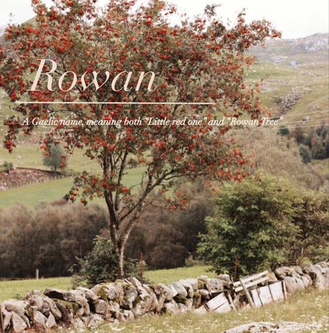 Rowan Tree Drawing, Rowan Name Meaning, Rowan Baby Name, Reuben Name, Rowan Aesthetic, Rowan Name, Celtic Language, Gaelic Names, Dark Window