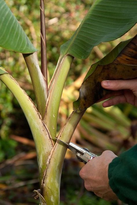 Banana Plant Landscaping, Banana Plants Landscaping, Banana Plants Outdoor, Banana Trees Around Pool, Landscaping With Banana Trees, Banana Plant Outdoor, Banana Plants In Pots, Banana Tree Landscape, Tropical Garden Uk