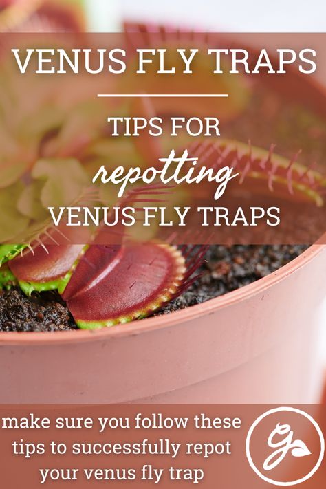 Venus Fly Trap Repotting, Care For Venus Fly Trap, Venus Fly Trap Terrarium Diy, Venus Fly Trap Care Indoors, How To Care For Venus Fly Trap, Venus Fly Trap Terrarium, Venus Fly Trap Care, Crockpot Chicken Breast, Fly Trap