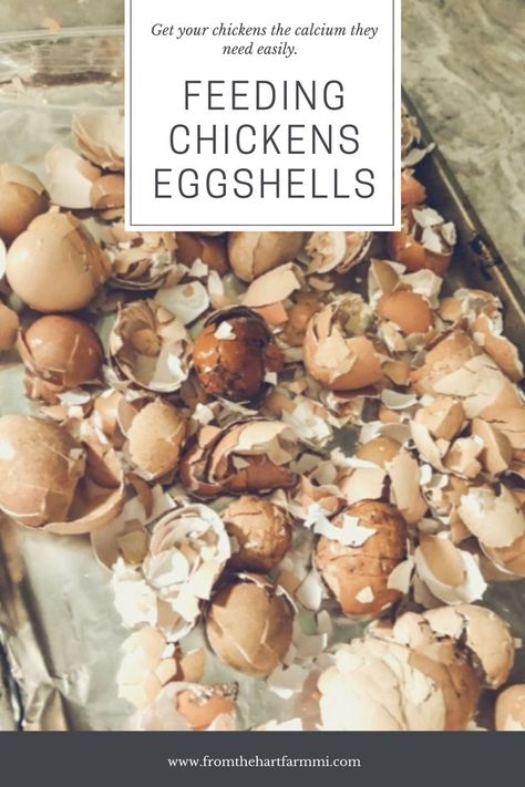 Baked Egg Shells For Chickens, Baking Eggshells For Chickens, Eggshells For Chickens, Feeding Eggshells To Chickens, How To Cook Egg Shells For Chickens, How To Bake Egg Shells For Chickens, Cooking Egg Shells For Chickens, Baking Egg Shells In The Oven, Egg Shells For Chickens Hens