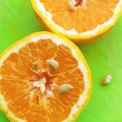 How To Plant Orange Seeds, Planting Orange Seeds, Clementine Tree, Germinating Seeds, Growing Citrus, Types Of Oranges, Sour Orange, Lucky Plant, Baby Orange