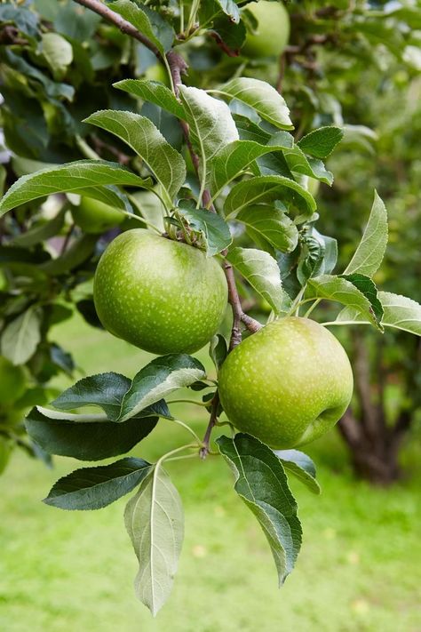 Apple On Tree, Green Apple Tree, Tree House Drawing, Apple Plant, Growing Sunflowers, Apple Flowers, Apple Season, Apple Trees, Green Apples