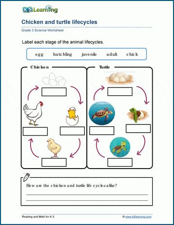 Life Cycle Of Animals Worksheet, Bird Life Cycle, Free Science Worksheets, Third Grade Worksheets, Science Life Cycles, Cycle For Kids, Grade 3 Science, Grade 2 Science, Chicken Life Cycle