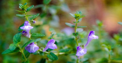 Skullcap: Benefits, Side Effects, and Dosage Skullcap Benefits, Edible Weeds, Allergic Rhinitis, Tea Health Benefits, Animal Study, Herbal Healing, Cold Home Remedies, Herbs For Health, Traditional Medicine