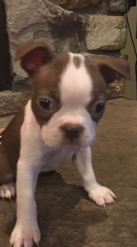 Boston Terrier Puppies For Sale | Sisters, OR Boston Terrier For Sale, Brown Boston Terrier, San Tan Valley Arizona, Boston Terrier Puppies, Terrier Breeds, Cute Puppy Pictures, Boston Terrier Puppy, Terrier Puppies, Terrier Puppy