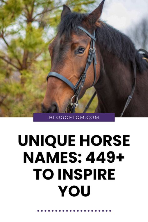 Looking for that perfect horse name that starts with 'C'? You're in luck! Our list includes over 449 fabulous horse names that are truly special and filled with personality. Whether your horse is adventurous, silly, or cuddly, we have charming names you'll love. From classic picks like Cinnamon to creative gems like Cosmic, explore names that can match any horse's unique spirit. Check out these 2024 favorites now, and find the name that said ‘wow’ to you and your horse! Save these ideas and watch your horse thrive! Unique Horse Names, Best Horse Names, Badass Names, Female Horse, Male Horse, Powerful Names, Elegant Names, Catchy Names, Classic Names