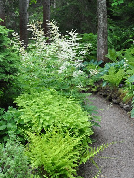 Fern Shade Garden, Woodland Landscaping, Quebec Landscape, Wooded Backyard, Hillside Gardening, Garden Edge, Shady Gardens, Media Sombra, Conifer Forest