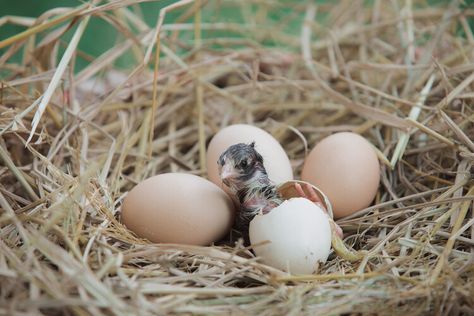 How long do bird eggs take to hatch? — BBC Wildlife Magazine Chick Hatching From Egg, Wildlife Magazine, Head In The Sand, Hatching Eggs, Bird Eggs, Urban Legends, Digestion Problems, Chickens Backyard, Oil Pastel