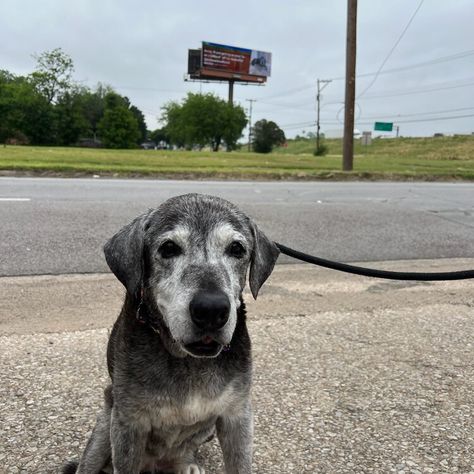 Annie, a 19-year-old foster dog, was supposed to live a month. She lived for another year. Dancing Animals, Foster Dog, Foster Family, Pet Health, Usa Today, Animal Kingdom, A Month, Mother Nature, Animals Wild