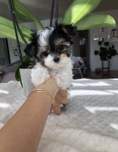 Maltipoo Teacup, Teacup Maltipoo For Sale, Teacup Animals, Teacup Dog Breeds, Shorkie Puppies, Teacup Maltipoo, Malti Poo, Micro Teacup Puppies, Teacup Yorkies