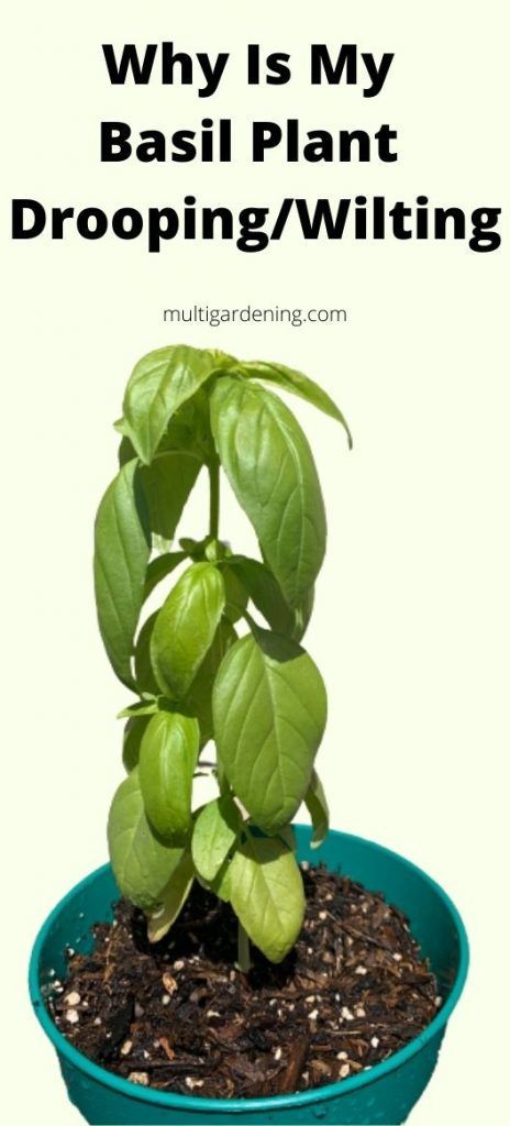 Why Is My Basil Plant Drooping And Wilting (Causes/Solutions) in 2022 | Basil plant, Plants, Plant pests Caring For Basil Plant, Basil Plant Indoors, Herb Meanings, Growing Basil Indoors, Easy Herbs To Grow, Growing Basil, Herb Gardens, Plant Pests, Basil Plant