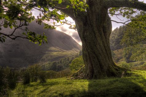 https://flic.kr/p/dagCJx | Twisted Old Oak Tree Simple Tree House, Twisted Tree, Simple Tree, Old Oak Tree, Dslr Background, Tree Of Life Tattoo, Old Tree, Old Trees, Tree Photography