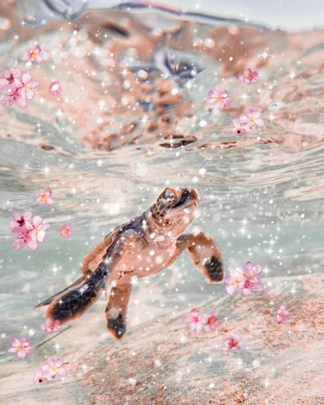 Idk Sigma Summer Wallpaper Turtle, Summer Wallpaper Laptop, Beachy Wallpapers Turtle, Ocean Aesthetic Turtle, Sea Turtle Wallpaper, Ocean Aesthetic Sea Turtle, Beach Aesthetic Turtle, Turtle Wallpaper, Sea Turtle Pictures