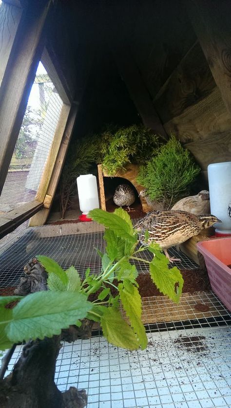 Für Küken? Winter Quail Coop, Quail Enrichment, Quail Pen Ideas, Quail Aviary Ideas, Quail Habitat, Quail Pen, Quail House, Button Quail, Quail Coop