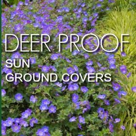 Sun Ground Covers - Deer Proof Deer Resistant Ground Cover Perennials, Deer Resistant Perennial Garden Plan, Deer Proof Landscaping, Full Sun Ground Cover Perennial, Full Sun Deer Resistant Perennials, Colorado Xeriscape, Deer Resistant Ground Cover, Full Sun Ground Cover, Ground Covers For Sun