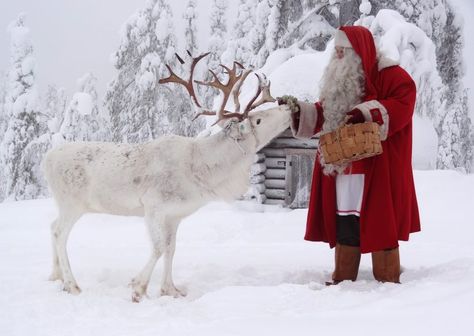 Santa Claus feeding reindeer at the top Ritavaara in Pello in Lapland Lappland Finland, Reindeer Pictures, Finnish Christmas, Reindeer Dog, Sleigh Rides, My Granny, Christmas Scenery, Santa Claus Reindeer, Nordic Christmas