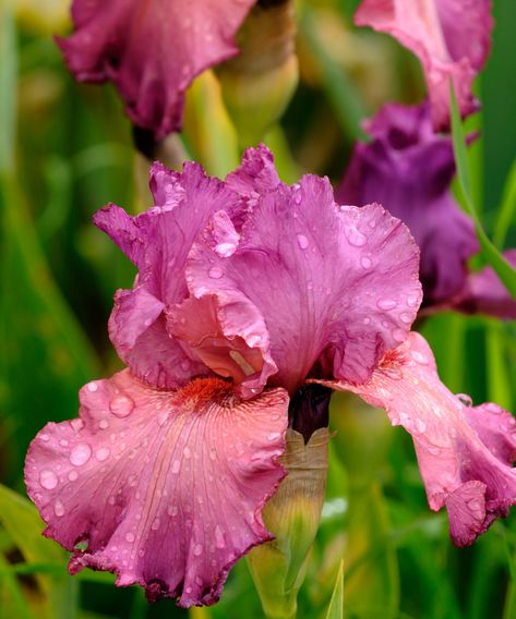 Best bearded iris varieties: 12 stunning types to try | Iris Flowers Garden, Zone 5 Plants, Iris Varieties, Cottage Garden Borders, Iris Painting, Best Perennials, Iris Garden, Cut Flower Garden, New Roots