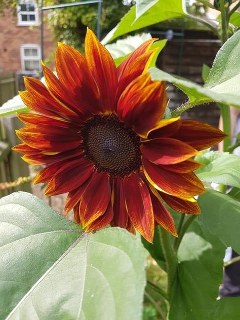 Sunflower velvet queen Sunflower, Velvet, Queen, Plants, Flowers, Pins, Color